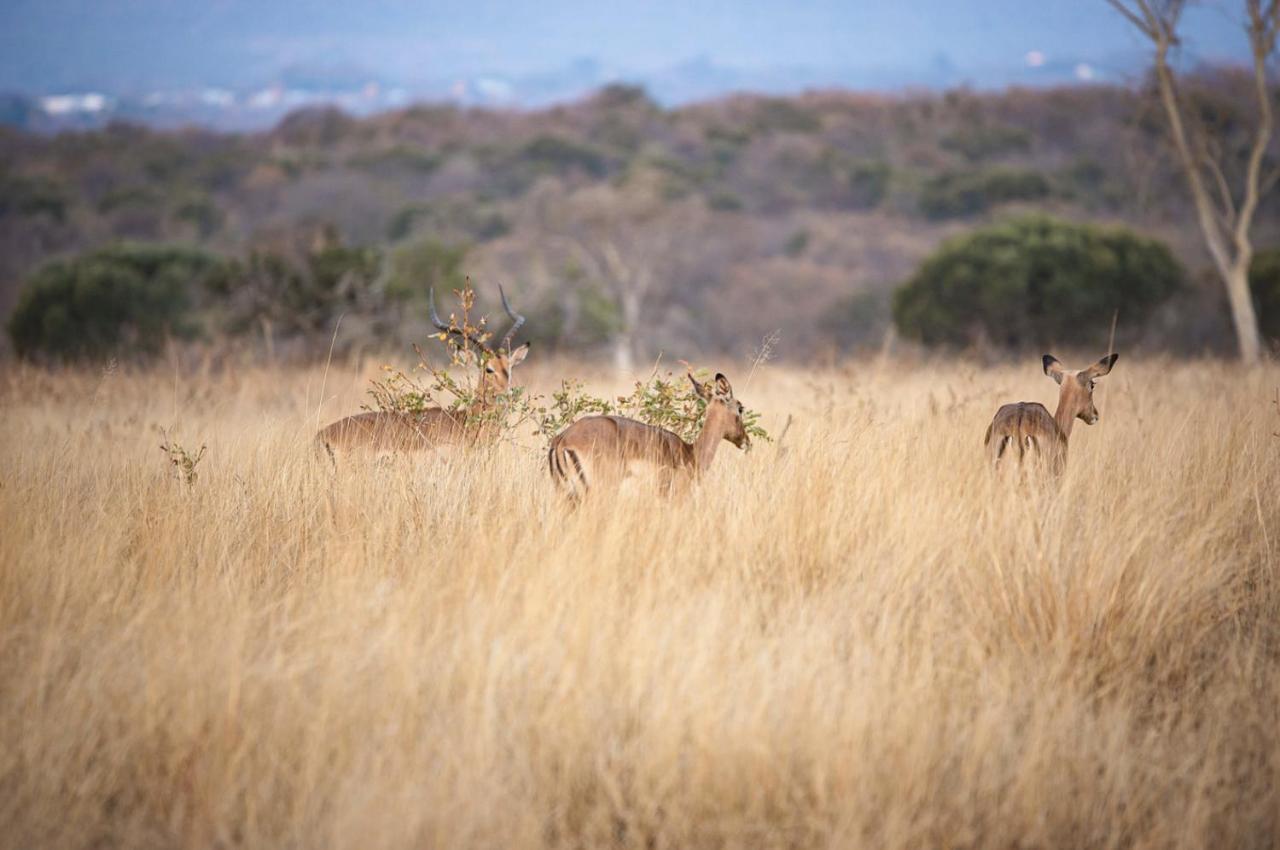 Tholo Manzi Private Game Farm Βίλα Zeerust Εξωτερικό φωτογραφία